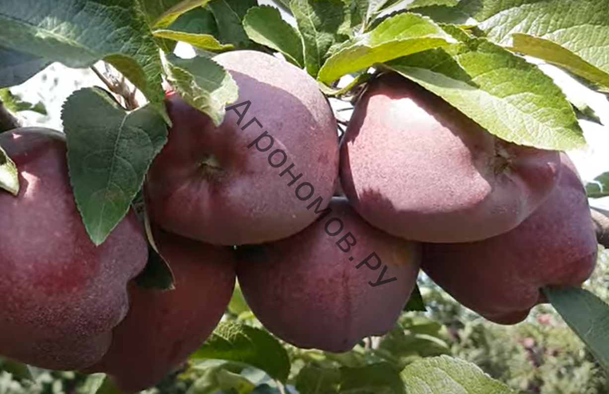 Яблоня скороплодная Джеромини - фото 1