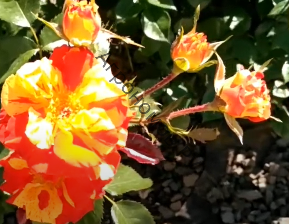 Роза флорибунда Ориндж Пассион - фото 1
