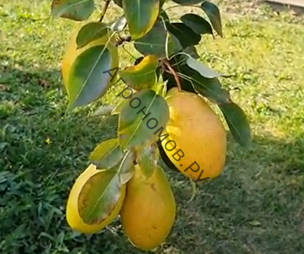 Груша плодовая Февральский сувенир - фото 1