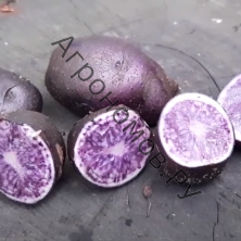Семенной картофель Фиолетовый
