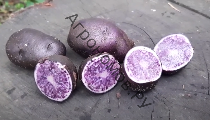 Семенной картофель Фиолетовый - фото 1