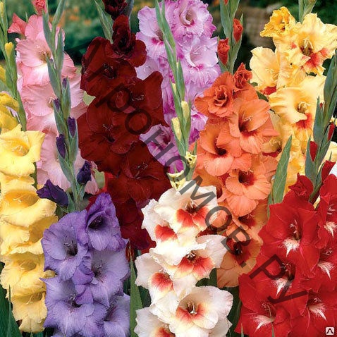 Гладиолусы крупноцветковые "Мозаика" - фото 1