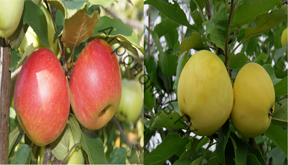 Дерево-сад (2-3 летка) яблоня 2 сорта Орловим - Налив белый - фото 1