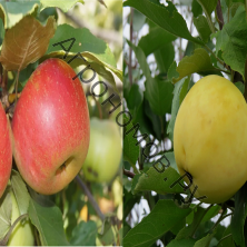 Дерево-сад (2-3 летка) яблоня 2 сорта Орловим - Налив белый