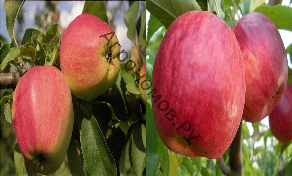 Дерево-сад (2-3 летка) яблоня 2 сорта Жигулевское - Кандиль орловский - фото 1