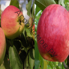 Дерево-сад (2-3 летка) яблоня 2 сорта Жигулевское - Кандиль орловский