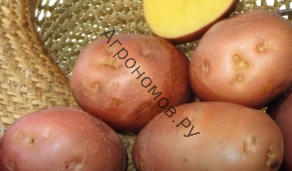 Семенной картофель Беллароза - фото 1