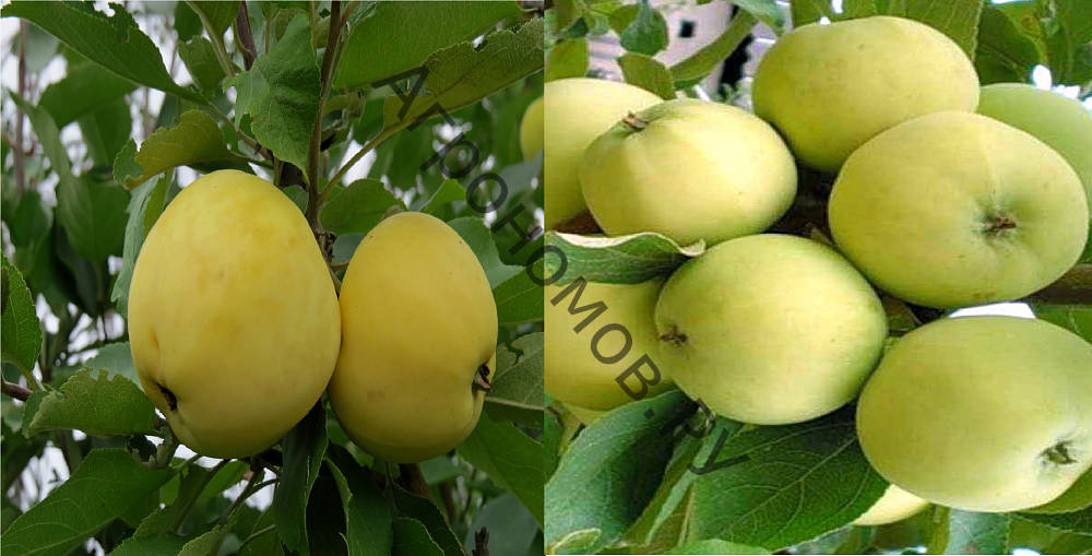 Дерево-сад (5 летка) яблоня 2 сорта Налив белый - Папировка - фото 1