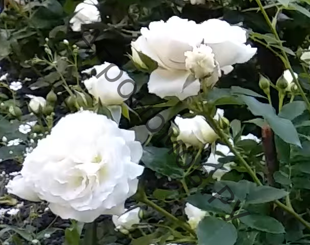 Роза флорибунда Космос - фото 1