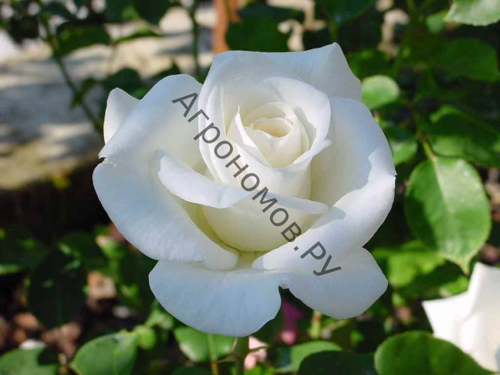 Роза чайно-гибридная Ленип (Паскаль) - фото 1