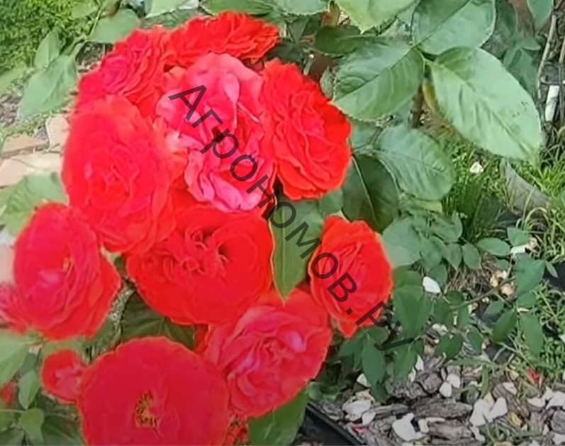 Роза плетистая Флуоресцент - фото 1