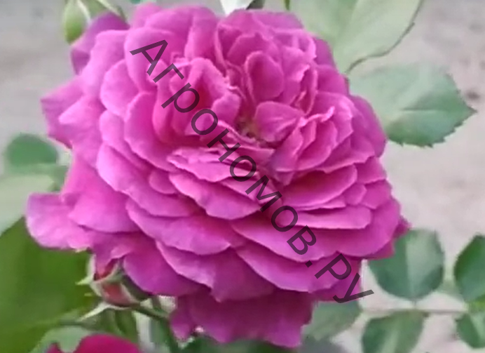  Роза флорибунда Пёпл Эден  - фото 1