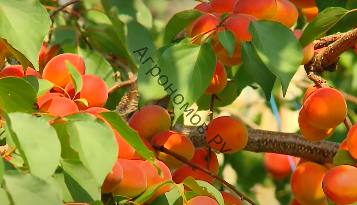 Абрикос обыкновенный Саратовский Рубин - фото 1