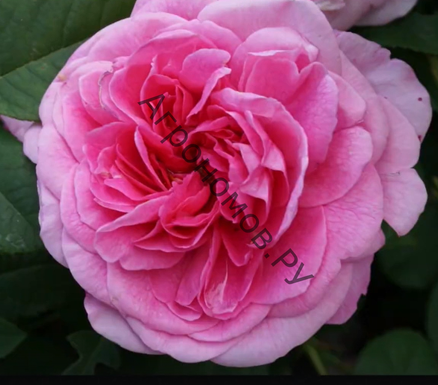 Роза английская Гертруда Джекилл - фото 1