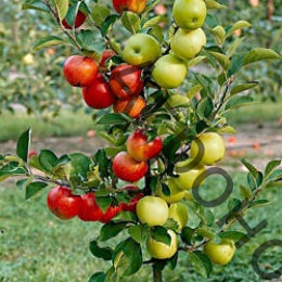 Дерево-сад яблоня 2 сорта Орловим - Красное раннее - фото 1