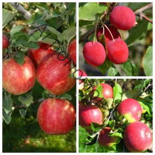 Дерево-сад (3-4 летка) яблоня 3 сорта Хоней Крисп - Китайка Долго - Уэлси