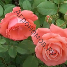  Роза плетистая Клайминг Америка 