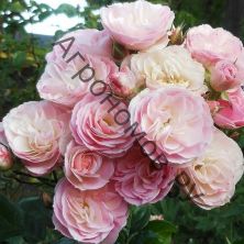Роза мускусные гибриды Букет Парфе