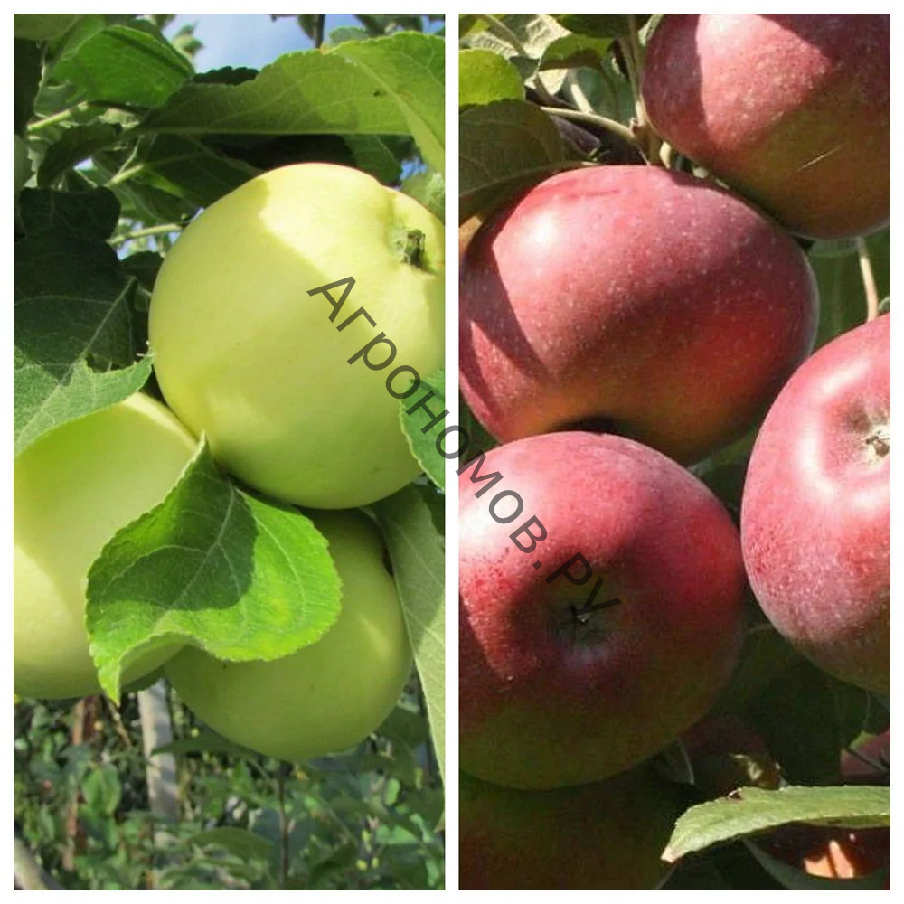 Дерево-сад (5 летка) яблоня 2 сорта Налив белый - Конфетное - фото 1