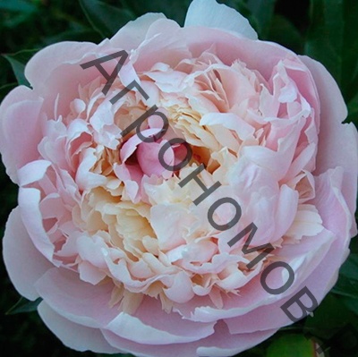 Пион молочноцветковый Мадам Кало - фото 1