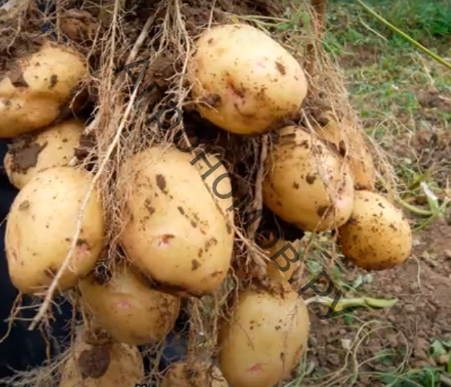 Семенной картофель Никулинский - фото 1