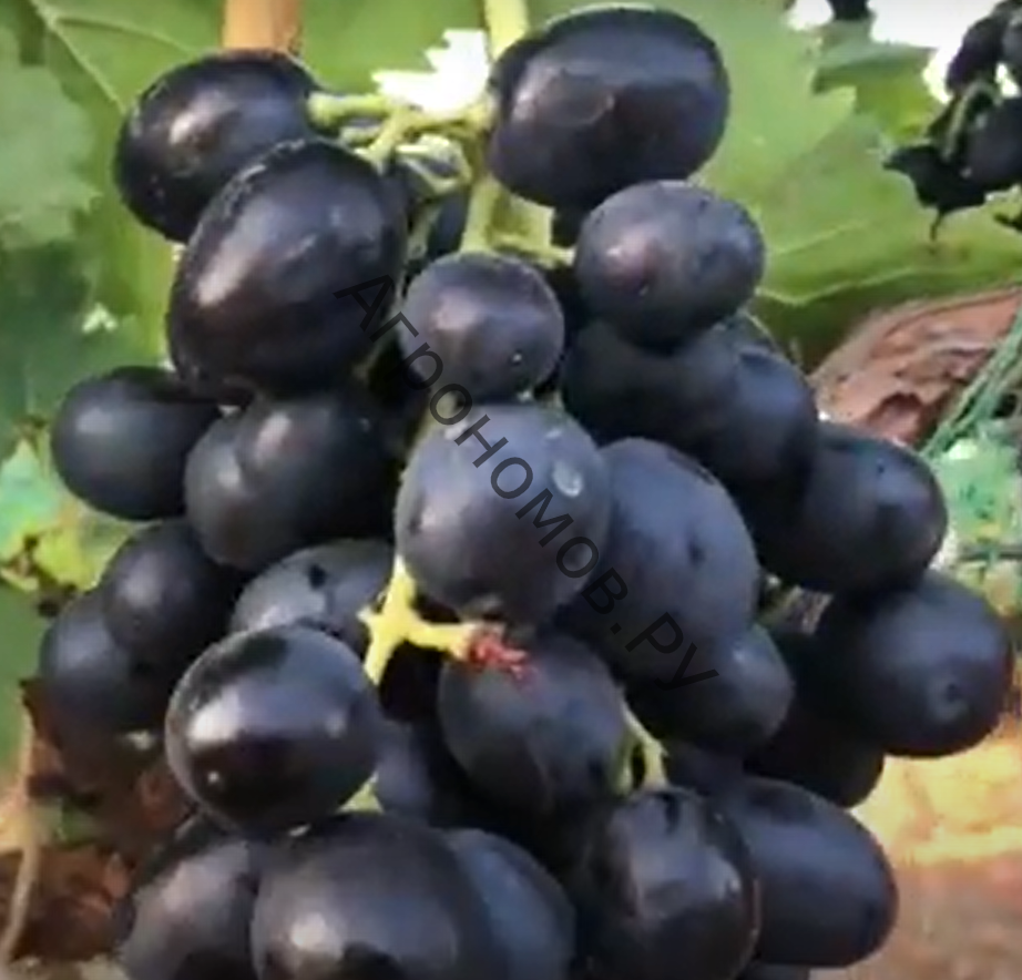 Виноград плодовый Аттика - фото 1