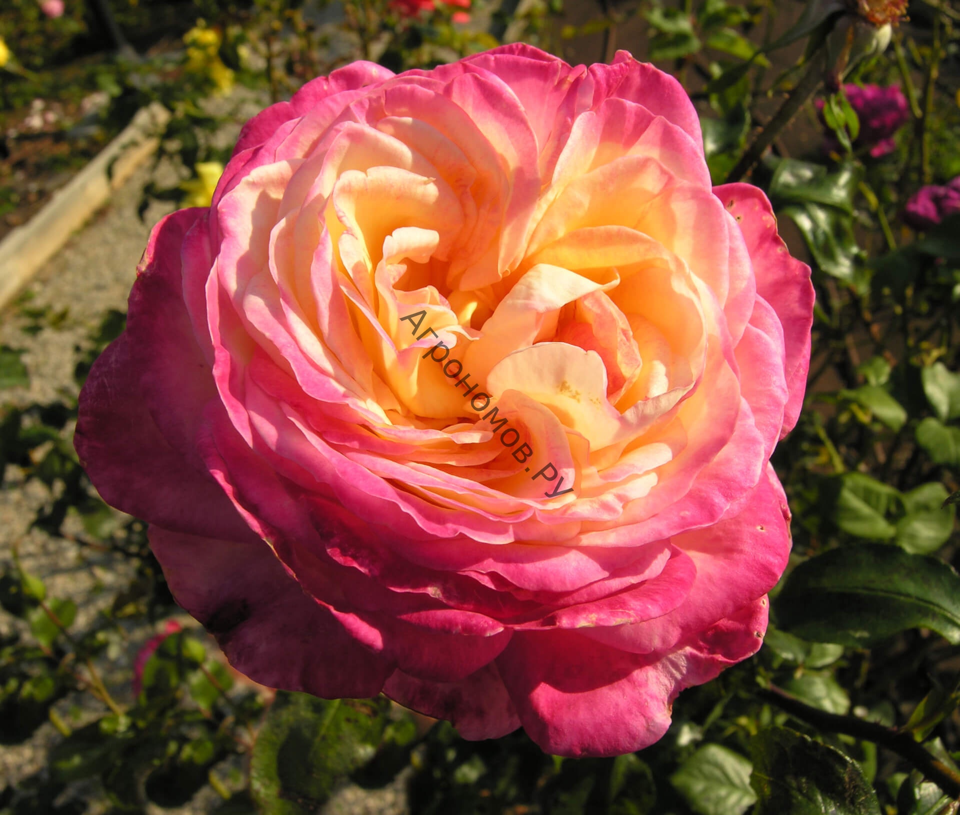 Роза чайно-гибридная Рина Херхолдт - фото 1