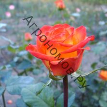 Роза чайно-гибридная Тукан