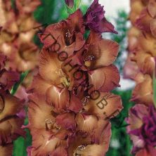 Гладиолус крупноцветковый Даск