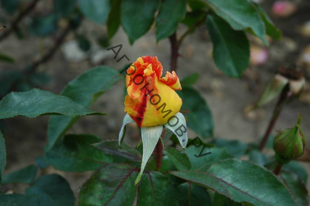 Роза чайно-гибридная Карибия - фото 1
