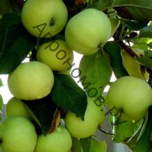 Дерево-сад (5 летка) яблоня 3 сорта Беркутовское - Папировка - Китайка Долго