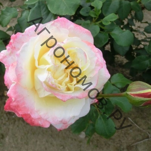 Роза чайно-гибридная Атена - фото 1