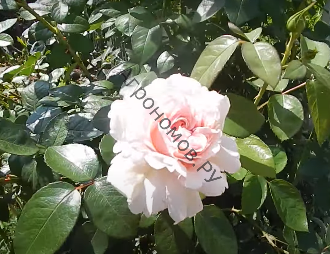 Роза Кордес парковая Принцесса Александра Люксембургская - фото 1