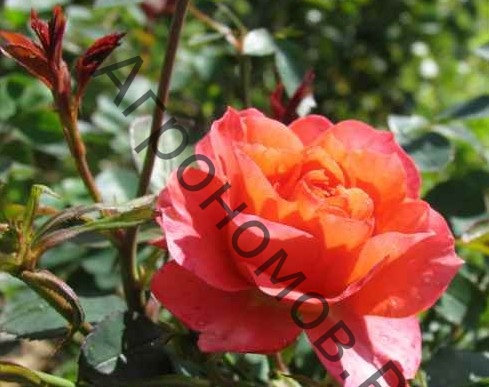 Роза Кумба Мейландина штамб - фото 1