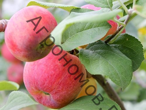 Дерево-сад (5 летка) яблоня 2 сорта Уэлси - Краса Свердловска - фото 1