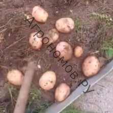 Семенной картофель Любава