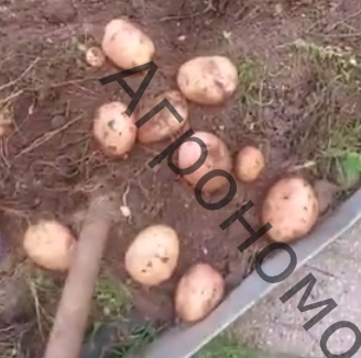 Семенной картофель Любава - фото 1