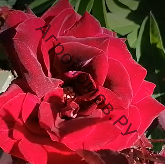 Роза флорибунда Стромболи - фото 1