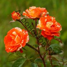 Роза чайно-гибридная Пападжина