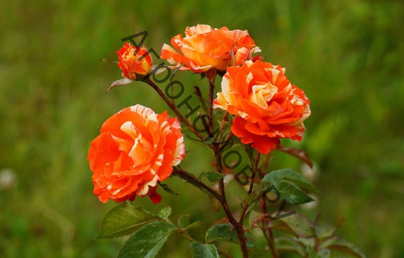 Роза чайно-гибридная Пападжина - фото 1