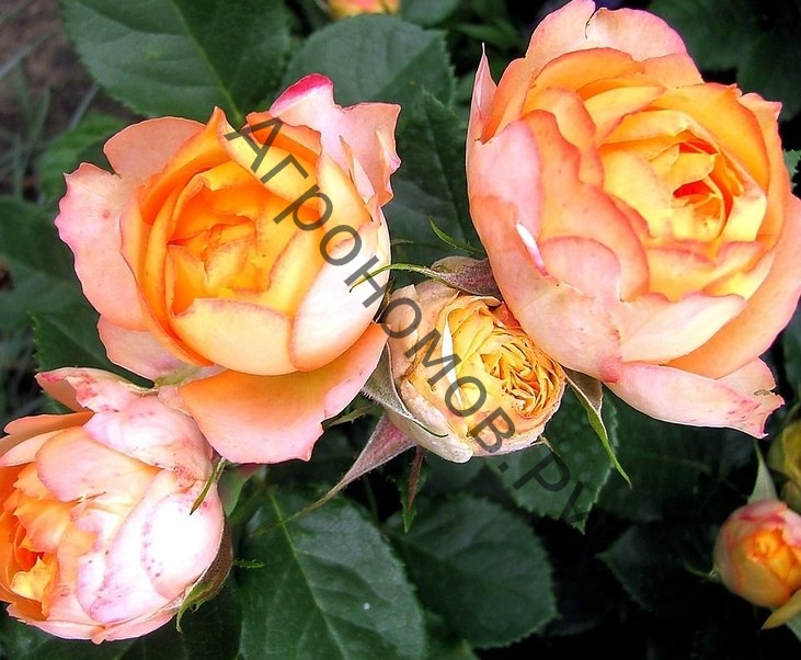 Роза Бэби романтика штамб - фото 1