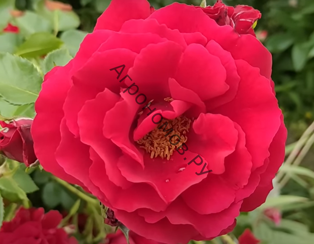 Роза плетистая Симпати  - фото 1