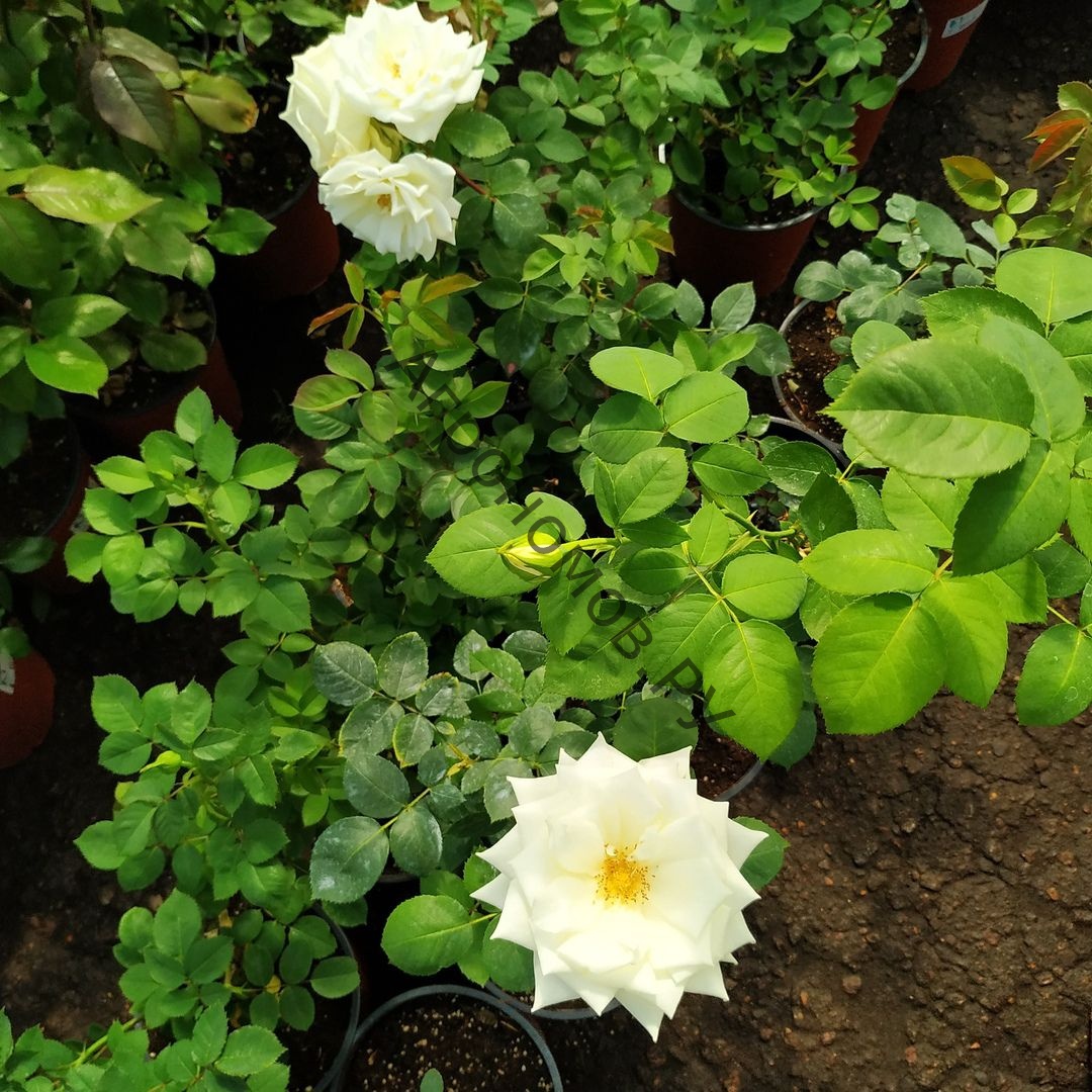 Роза чайно-гибридная Маунт Шаста - фото 1