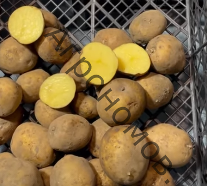 Семенной картофель Ривьера - фото 1