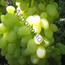 Виноград плодовый Долгожданный 