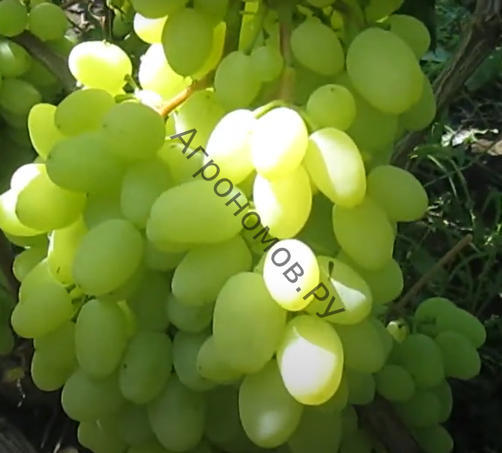 Виноград плодовый Долгожданный  - фото 1
