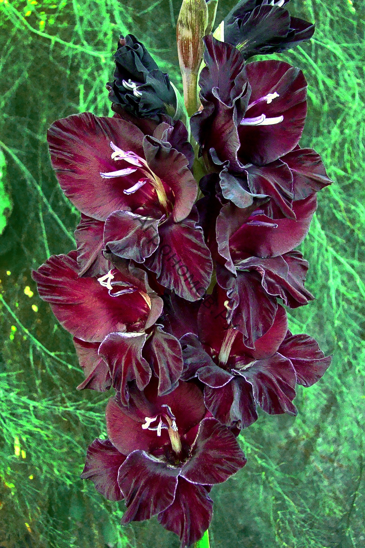 Гладиолус крупноцветковый "День и Ночь" - фото 1