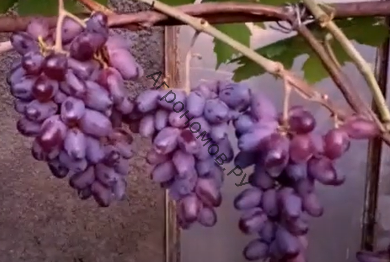 Саженцы виноград плодовый Байконур - фото 1