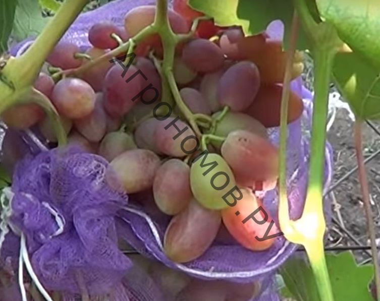 Виноград плодовый Юбилей Новочеркасска  - фото 1