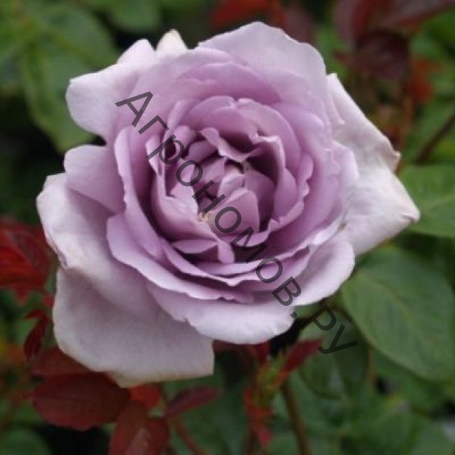 Роза чайно-гибридная Генри Идланд - фото 1